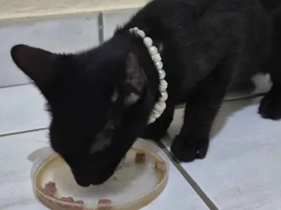Gato raça SRD-ViraLata idade 2 a 6 meses nome Pretinho
