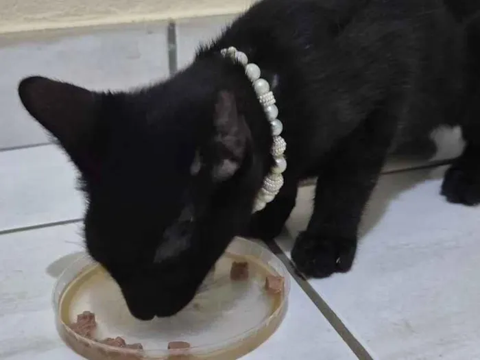Gato raça SRD-ViraLata idade 2 a 6 meses nome Pretinho