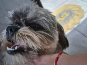 Cachorro raça Shitzu idade 2 anos nome Bolt