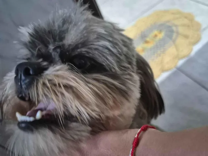 Cachorro raça Shitzu idade 2 anos nome Bolt