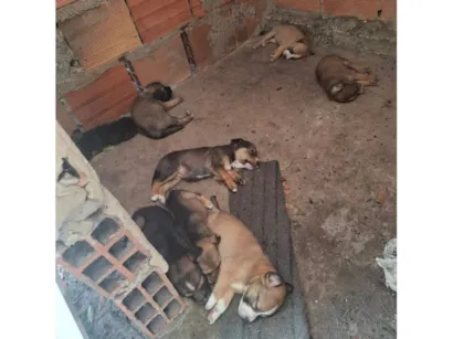 Cachorro raça SRD-ViraLata idade Abaixo de 2 meses nome Filhotes para adoção.