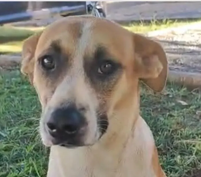 Cachorro raça SRD-ViraLata idade 7 a 11 meses nome Luke 