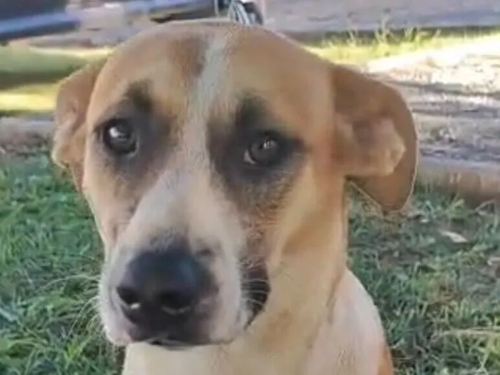 Cachorro raça SRD-ViraLata idade 7 a 11 meses nome Luke 