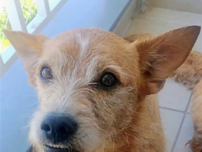 Cachorro raça SRD-ViraLata idade 2 anos nome Manteiguinha 