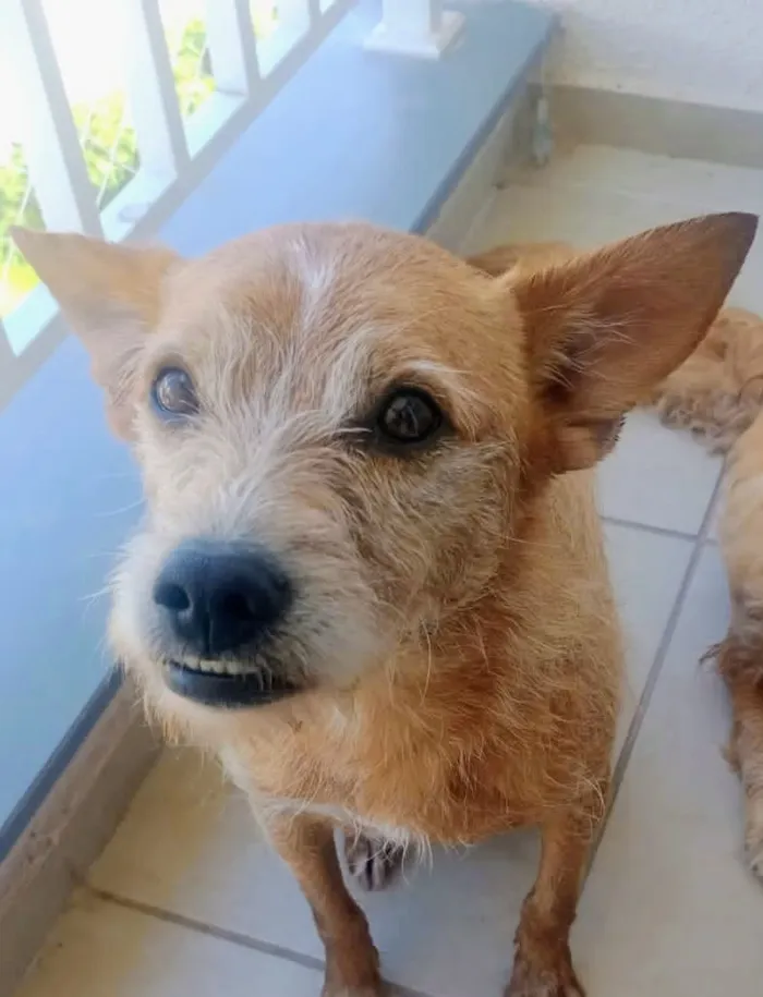 Cachorro raça SRD-ViraLata idade 2 anos nome Manteiguinha 