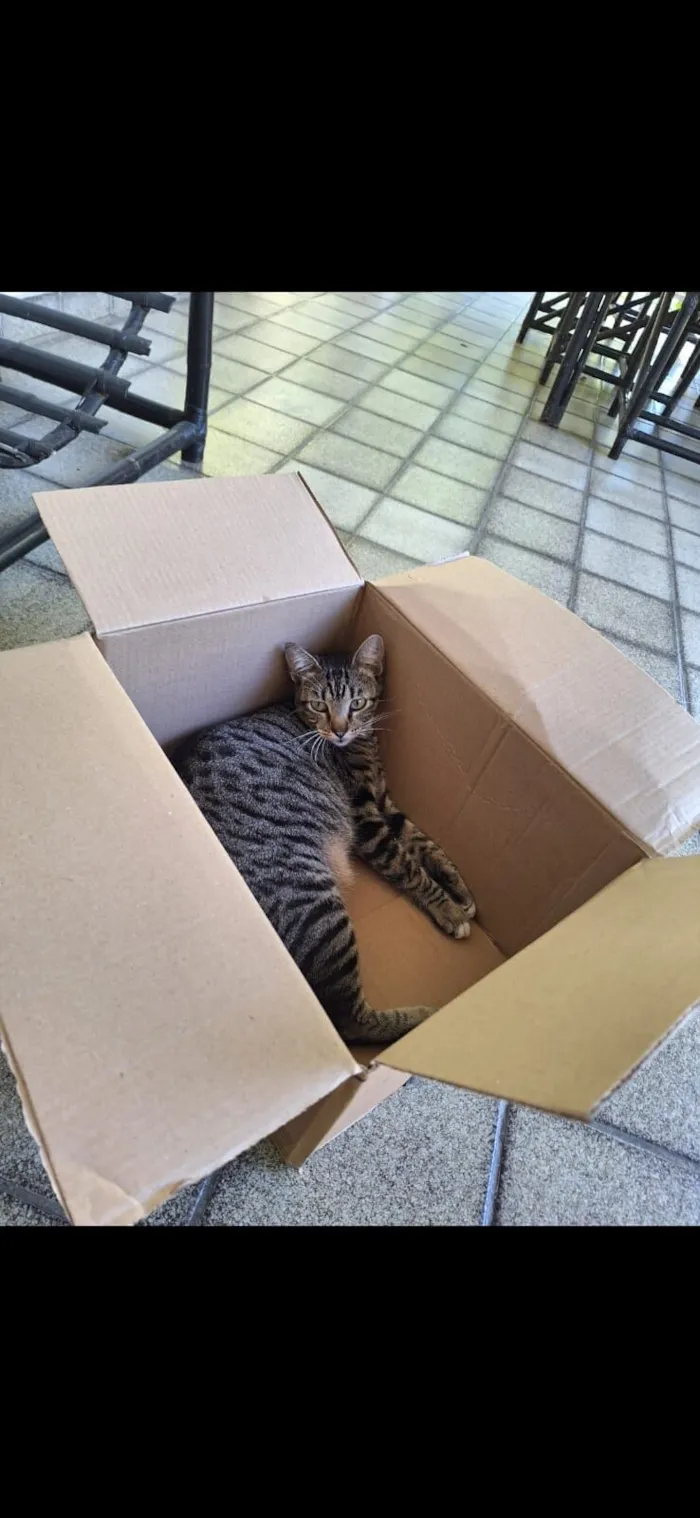 Gato raça SRD-ViraLata idade 2 anos nome Félix