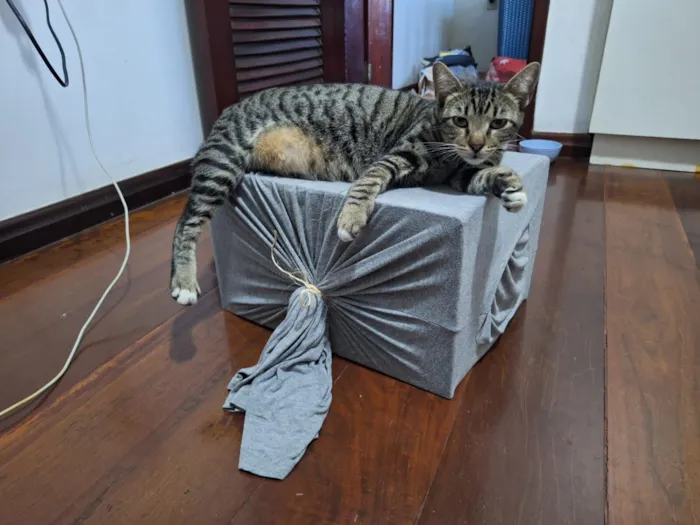 Gato raça SRD-ViraLata idade 2 anos nome Félix