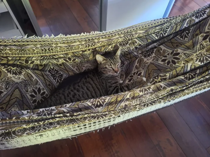 Gato raça SRD-ViraLata idade 2 anos nome Félix