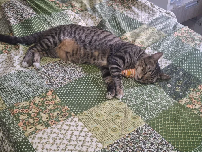 Gato raça SRD-ViraLata idade 2 anos nome Félix