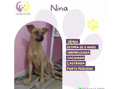 Cachorro raça SRD-ViraLata idade 3 anos nome Nina