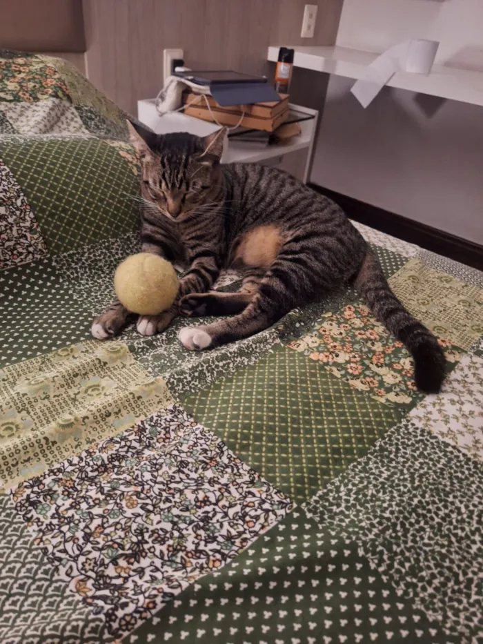 Gato raça SRD-ViraLata idade 2 anos nome Félix