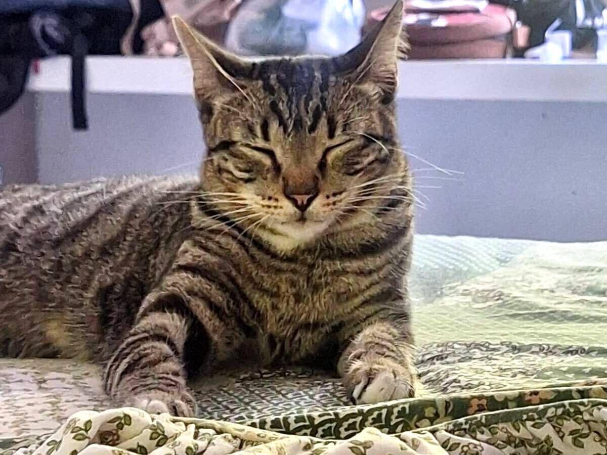 Gato raça SRD-ViraLata idade 2 anos nome Félix