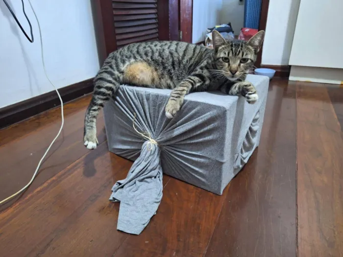 Gato raça SRD-ViraLata idade 2 anos nome Félix