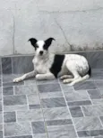 Cachorro raça SRD-ViraLata idade 7 a 11 meses nome Meg