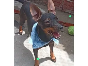 Cachorro raça SRD-ViraLata idade 1 ano nome Pitty