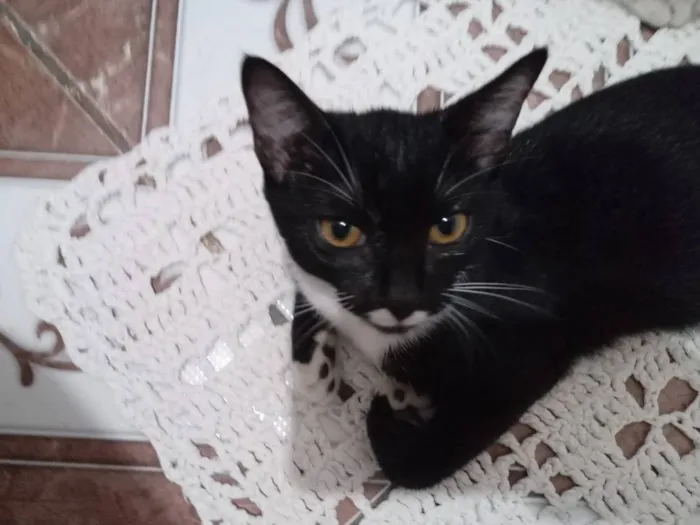 Gato raça Siames e Preto e branco  idade 2 a 6 meses nome Saimú e Tity