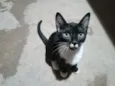 Gato raça Preto e branco  idade 2 a 6 meses nome Tity