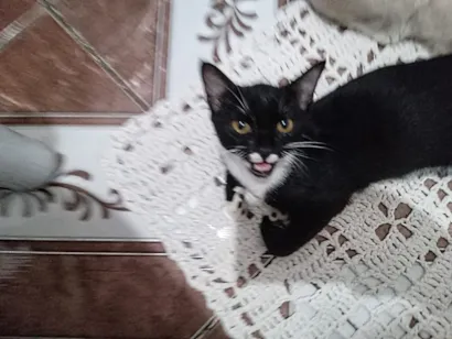 Gato raça Preto e branco  idade 2 a 6 meses nome Tity