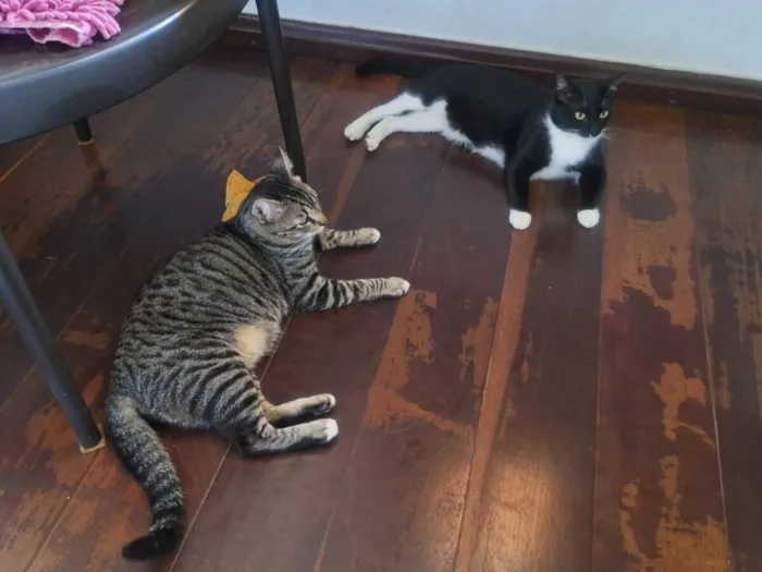 Gato raça SRD-ViraLata idade 2 anos nome Félicia