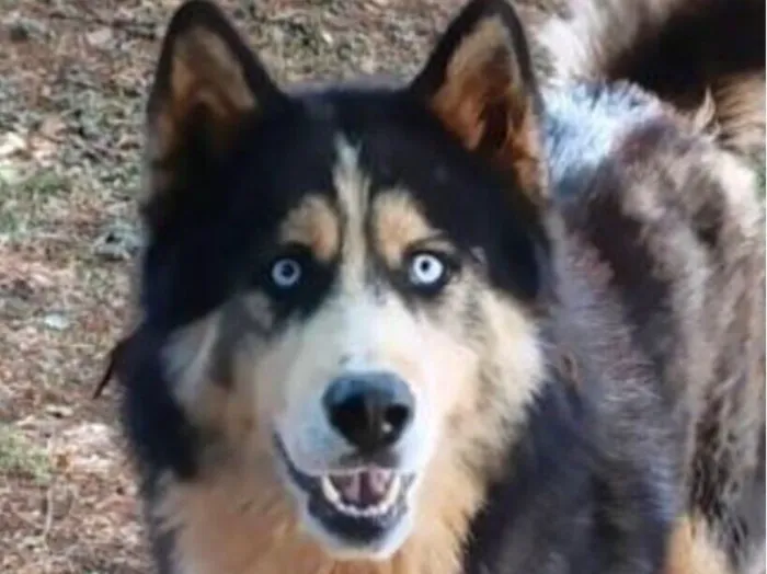 Cachorro raça Husky Siberiano idade 2 anos nome Blue 