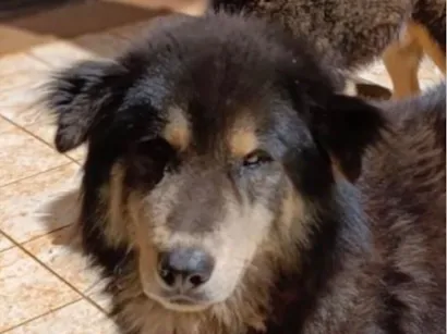 Cachorro raça Husky Siberiano idade 2 anos nome Black 