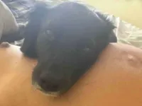 Cachorro raça SRD-ViraLata idade 1 ano nome Neném 