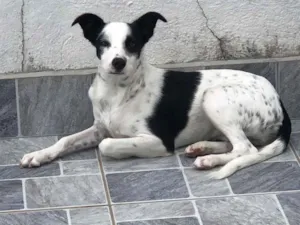 Cachorro raça SRD-ViraLata idade 7 a 11 meses nome Meg
