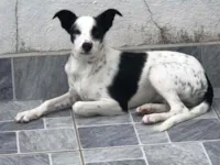 Cachorro raça SRD-ViraLata idade 7 a 11 meses nome Meg