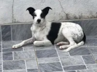 Cachorro raça SRD-ViraLata idade 7 a 11 meses nome Meg