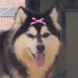 Cachorro raça Husky Siberiano idade 1 ano nome Nicole 