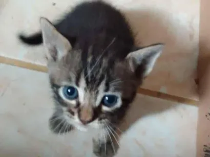 Gato raça SRD-ViraLata idade Abaixo de 2 meses nome Sem nome