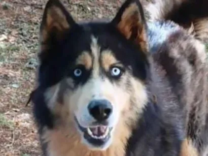 Cachorro raça Husky Siberiano idade 2 anos nome Blue 