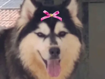 Cachorro raça Husky Siberiano idade 1 ano nome Nicole 