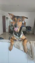 Cachorro raça SRD-ViraLata idade 4 anos nome Wallace