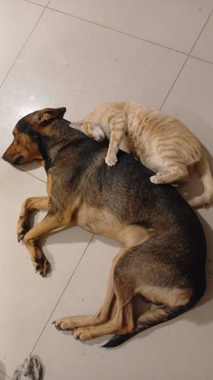 Cachorro raça SRD-ViraLata idade 4 anos nome Wallace