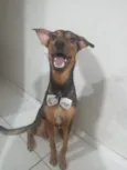 Cachorro raça SRD-ViraLata idade 4 anos nome Wallace