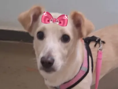 Cachorro raça SRD-ViraLata idade 7 a 11 meses nome Sissi 