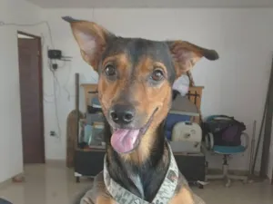 Cachorro raça SRD-ViraLata idade 4 anos nome Wallace