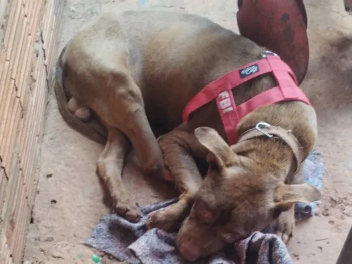 Cachorro raça Pit-Bull idade 2 anos nome Duck
