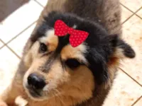 Cachorro raça Husky Siberiano idade 3 anos nome Natasha 