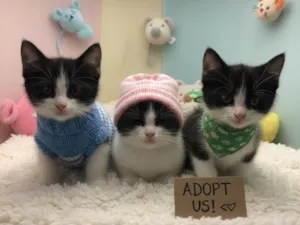 Gato raça Exótico idade 2 a 6 meses nome Ivyr 