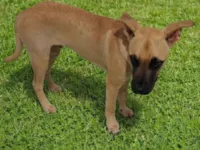 Cachorro raça SRD-ViraLata idade 1 ano nome Não se