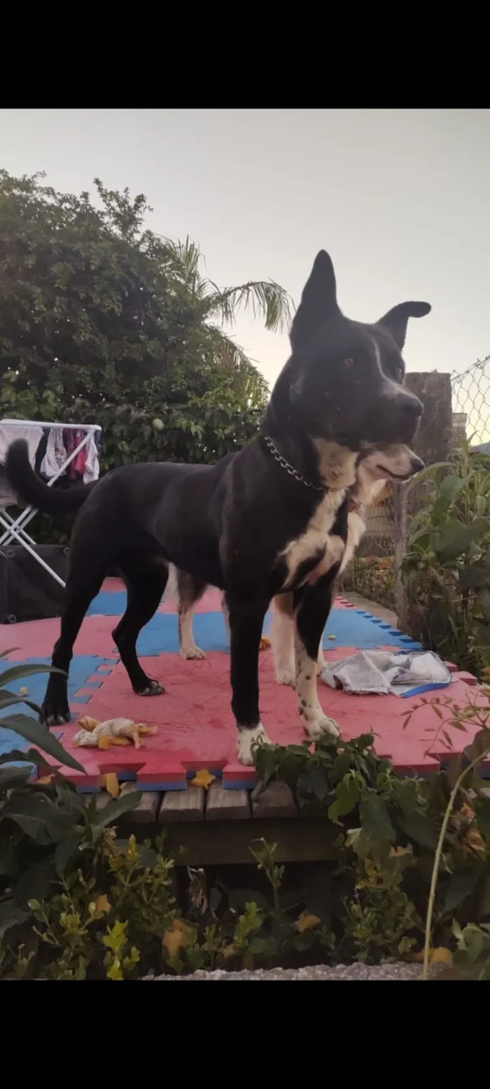 Cachorro raça SRD-ViraLata idade 2 a 6 meses nome Junior