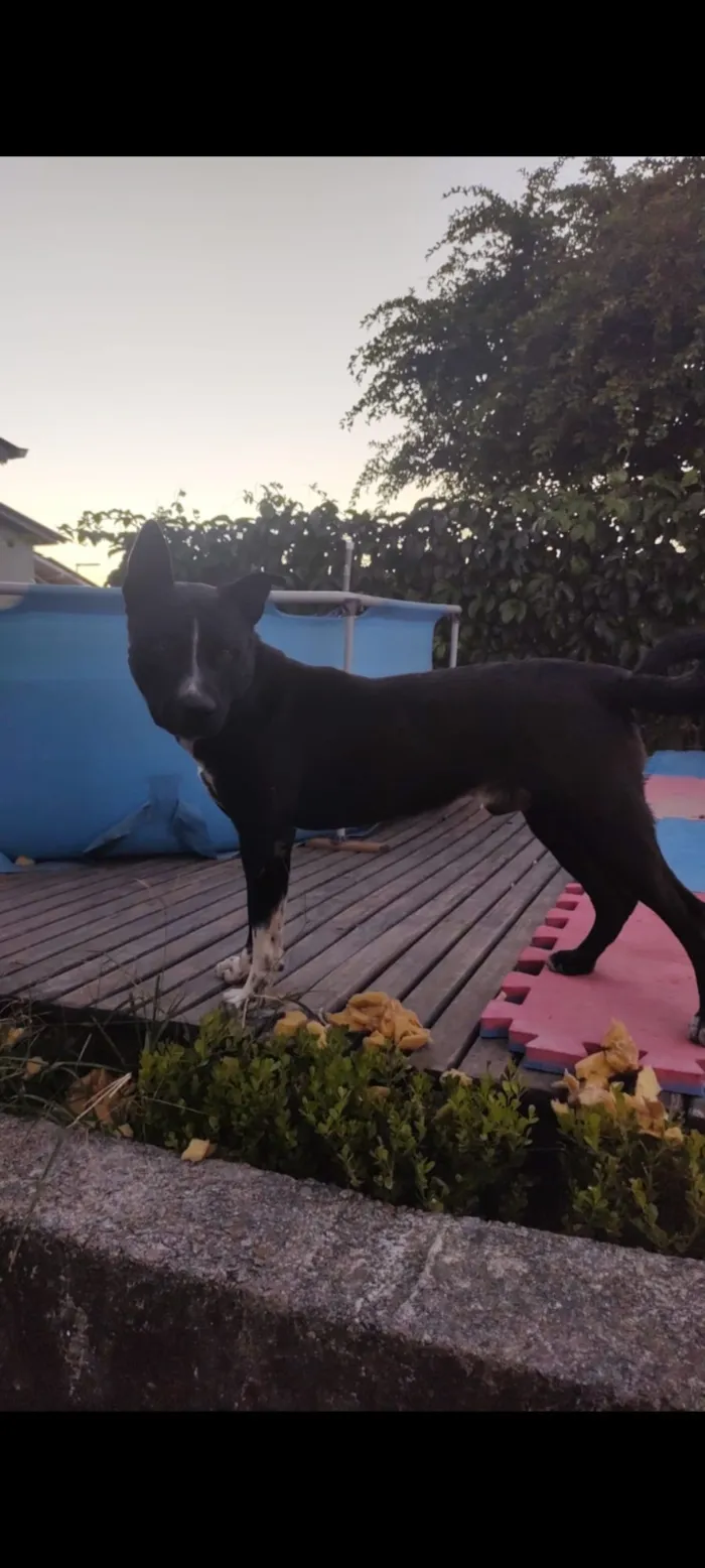 Cachorro raça SRD-ViraLata idade 2 a 6 meses nome Junior