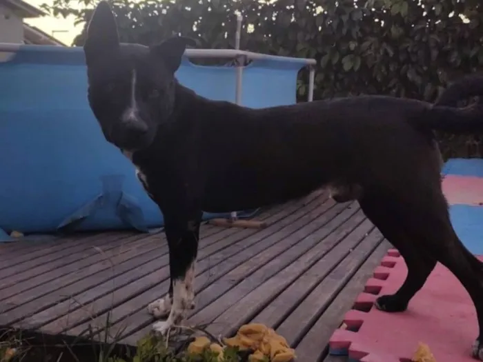 Cachorro raça SRD-ViraLata idade 2 a 6 meses nome Junior