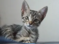 Duas gatinhas p adoção conjunta 