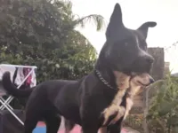 Cachorro raça SRD-ViraLata idade 2 a 6 meses nome Junior