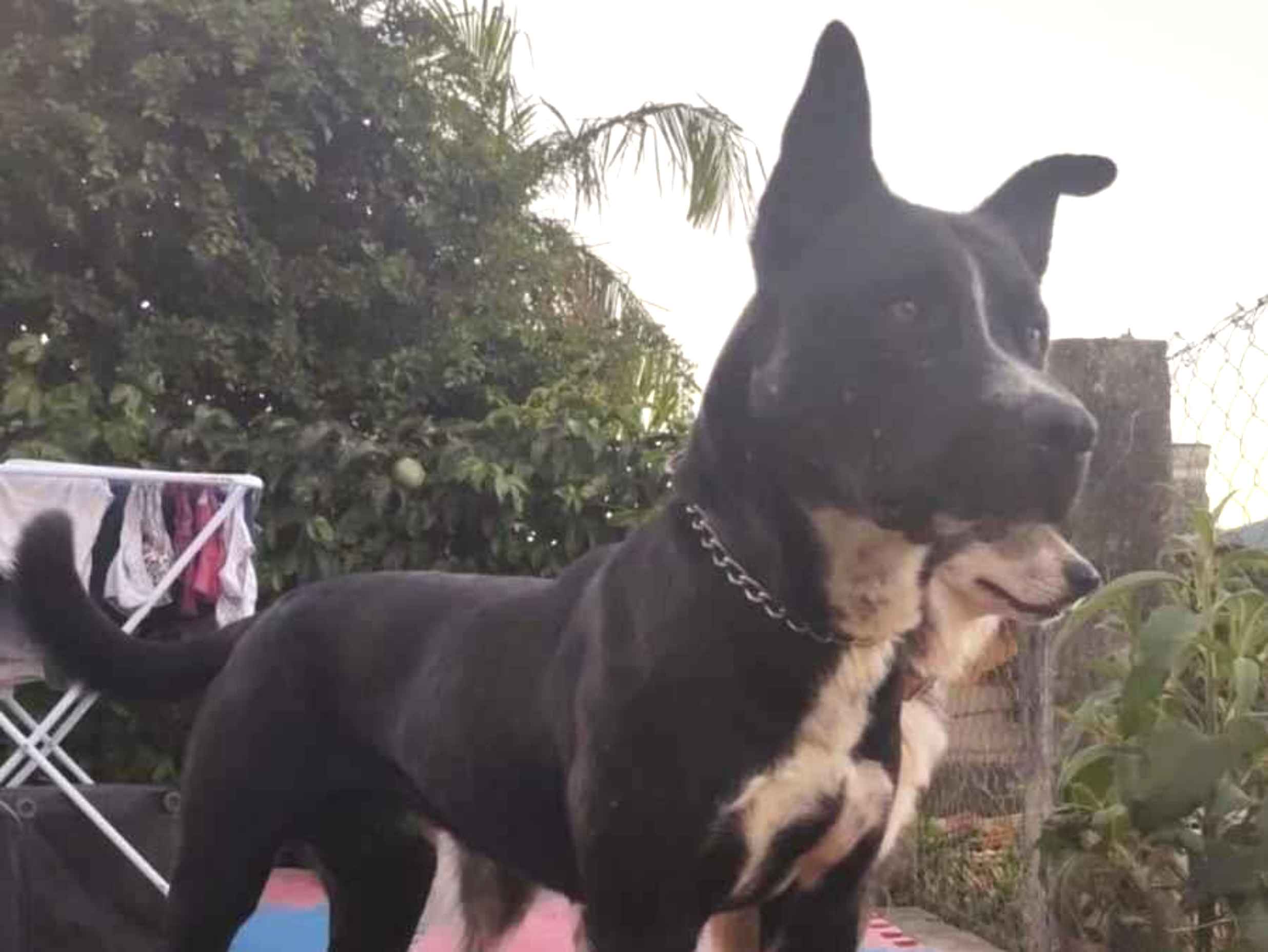 Cachorro raça SRD-ViraLata idade 2 a 6 meses nome Junior