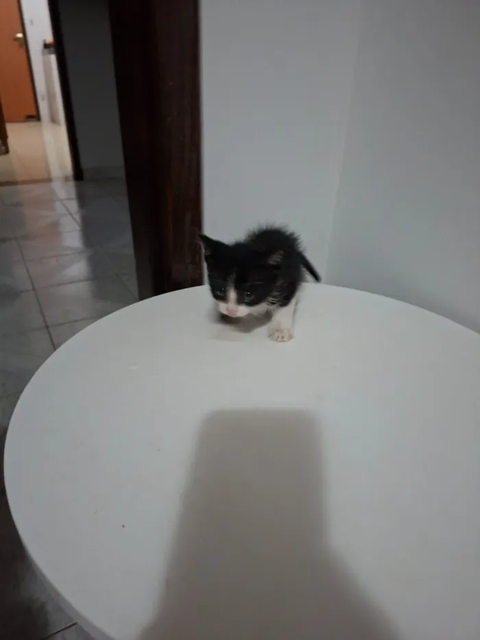 Gato raça SRD-ViraLata idade Abaixo de 2 meses nome Gatinho