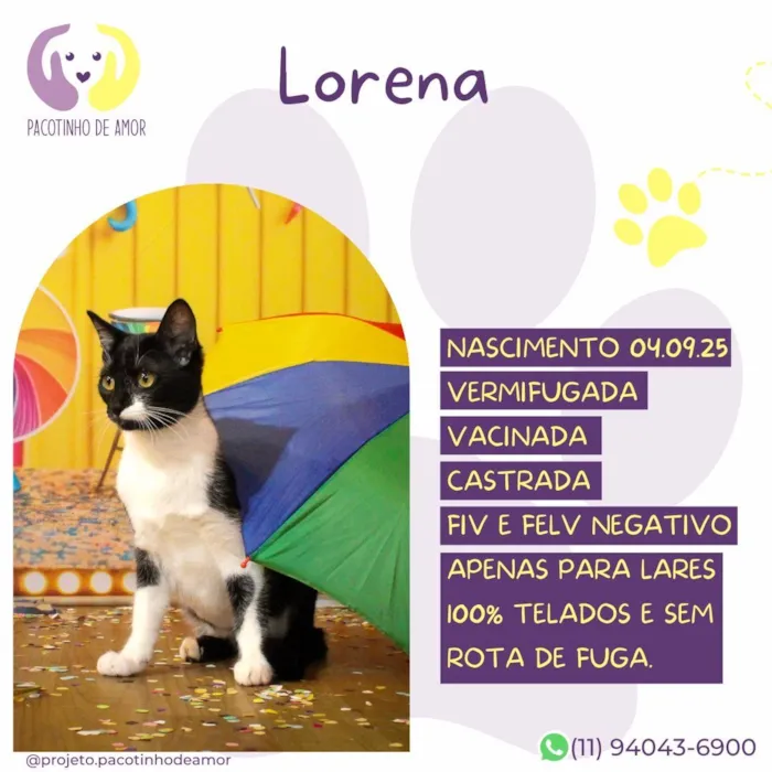 Gato raça SRD-ViraLata idade 2 a 6 meses nome Lorena 